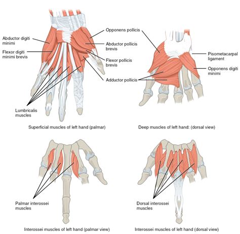 5 other muscles in the palm. Muscles of the lower arm and hand | Human Anatomy and ...