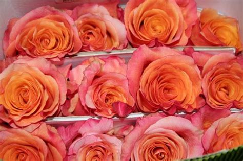Side picture of the milva rose. milva rose (With images) | January wedding flowers, Orange ...