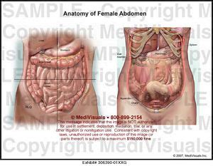 The major muscles of the abdomen include the rectus abdominis in front the external obliques at the sides and the latissimus dorsi muscles. Anatomy of Female Abdomen Medical Illustration Medivisuals