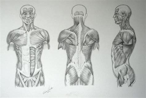In this class you will learn how to this class is meant to teach you the primary muscles of the torso as it pertains to drawing the human. http://thefuturelab.org/2011/02/01/716/#jp-carousel-725 ...