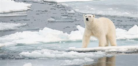 Il a ajouté une image d'ours polaire sur une image de plage. Près d'un tiers des ours polaires pourrait disparaître dès 2050 - Sciences et Avenir