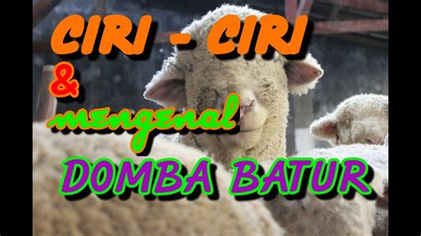 Video tersebut diduga diambil di tempat terbuka di kawasan gunung batur, kintamani, bangli. MENGENAL DAN CIRI - CIRI DOMBA BATUR - YouTube