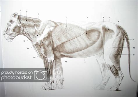 X1 skeleton + attached muscle groups with separate polygroups. Related image | Lion anatomy, Anatomy images, Animal drawings
