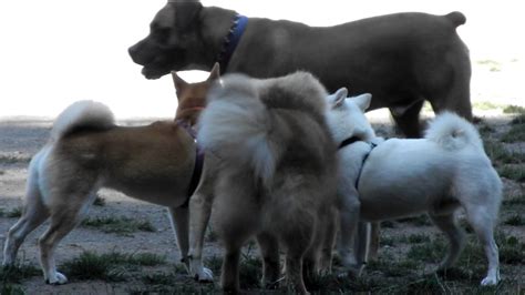 Brush the coat weekly with a slicker brush to remove dead hair. Shiba Inu playtime - long hair shiba - YouTube