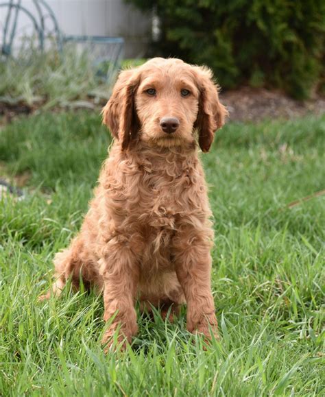 Ready to bring a healthy, happy goldendoodle puppy home? Goldendoodle Puppies Near Me - Wayang Pets