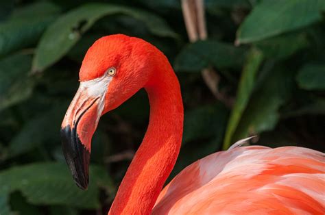 Siga @timeflamengo para acompanhar nossos esportes olímpicos. Flamingo | bird | Britannica