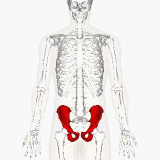 Flat bones protect internal organs. Hip bone animation - Hip bone - Wikipedia (With images ...