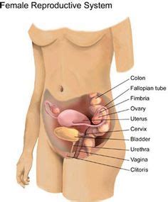 Pelvic Floor Anatomy