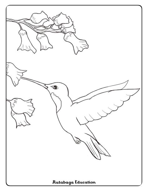 Hummingbird coloring pages provide a fun and entertaining way to spend some quality time with your children as both the kids and parents can enjoy coloring up these blank images of the butterfly of the bird species. Hummingbird and Butterly Coloring Pages. Pollinators. in ...