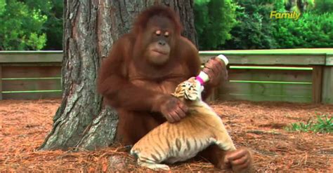 A kis tigrisek árván maradtak, de az orangután úgy gondoskodik róluk ...