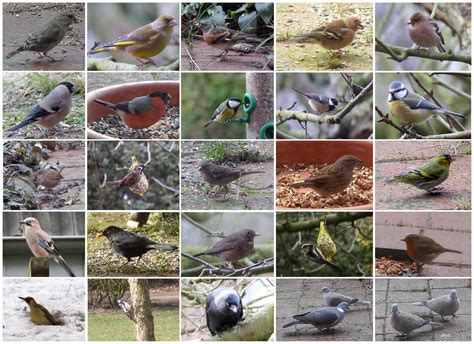 Mit diesem buch lernt man viel über 12 verschiedene vogelarten, mit vielen fotos und spannenden sachinformationen. Wintergäste in unserem Garten - Collage Foto & Bild ...