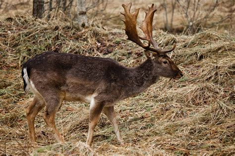 Dag 2 ser han ett par dovskovlar. Gratis bilder på dovhjort - Klövdjur