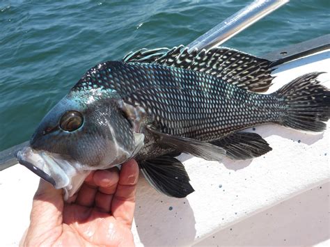 Operates from maine to florida. Rhode Island Striped Bass: July 2015