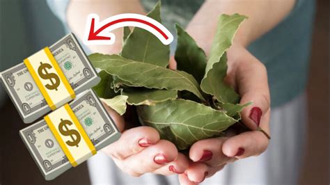 │ manifestations using a bay leaf. Use Bay Leaf to Attract Money + Use Bay Leaf to manifest ...