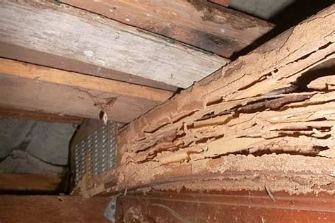 Almost every second homeowner suffers from termites, and damage done by them can reach tens of thousands of dollars. Termites Holes In Ceiling | Taraba Home Review