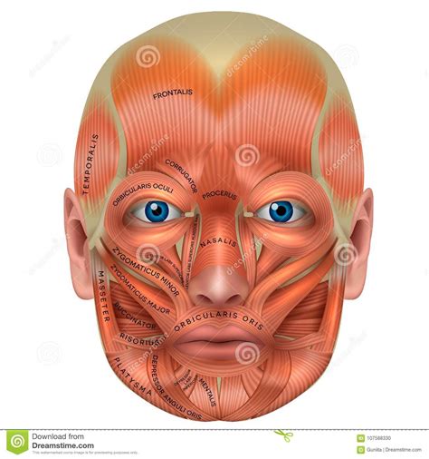 Extends, adducts and medially rotates arm. Arm Muscles Vector Illustration | CartoonDealer.com #21247746