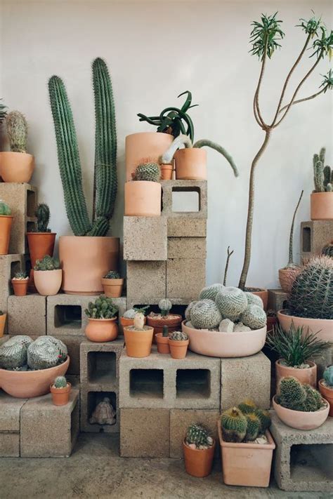 We offer a wide variety of succulents including cacti, aloes, agaves, euphorbias, aeoniums, echeveria, sedums and many other drought tolerant xerophytes. Inside Cactus Store in Echo Park, Los Angeles — California ...