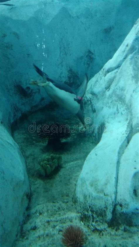 Check spelling or type a new query. Pinguino Sotto Il Primo Piano Dell'acqua Fotografia Stock ...