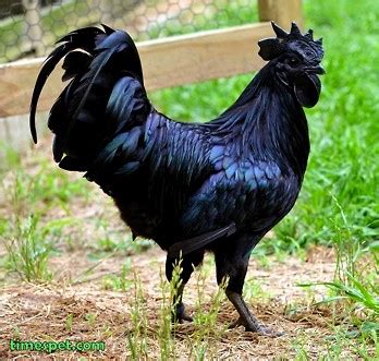 A gallo nero (black rooster or black cockerill) is the registered trademark of the consorzio del vino chianti classico gallo nero which guarantees a bottle of real chianti wine. Gallo nero indonesiano - Ayam Cemani