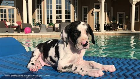 Watch and enjoy as mikey enjoys a little playtime poolside and. 8 week old Great Dane Puppy Loves Being a Water Dog - YouTube