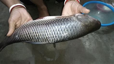 Rohu is a species of carp family, found in rivers of indian subcontinent and extensively used in aquaculture. Rohu Fish Cutting - YouTube