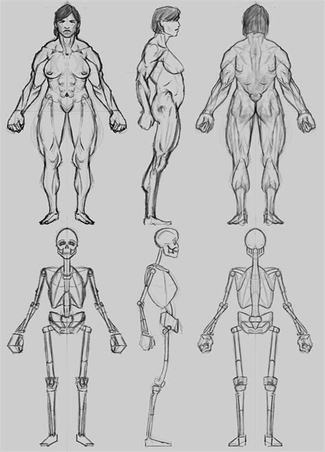 Standing poses set01 berenyiarts 25 2 sitting poses set01 berenyiarts 24 0 on the floor poses set01 berenyiarts 25 0 drawingtutorials #34 tkdrawnime 26 0 dailytutorialchallenge. Muscular Body Sketch at PaintingValley.com | Explore collection of Muscular Body Sketch