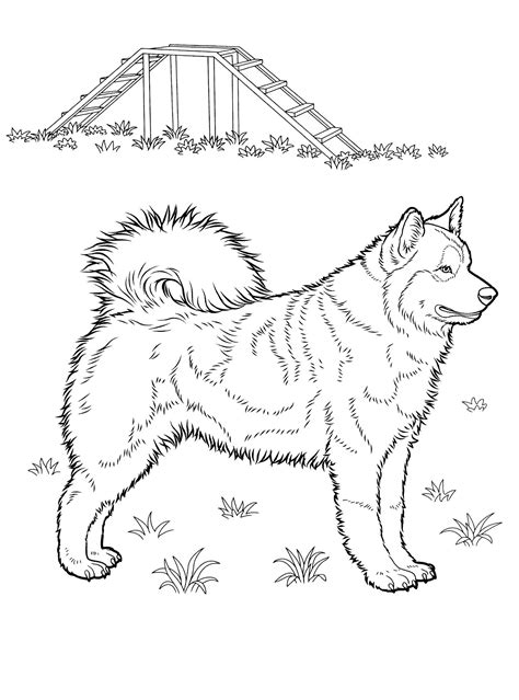 Our free coloring pages for adults and kids, range from star wars to mickey mouse. Husky-type dog, with agility-training equipment. | Disegni ...