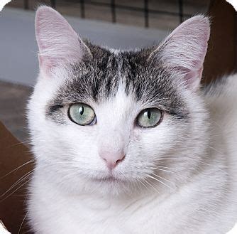 Chicago cat rescue is dedicated to helping homeless cats and kittens via rescue, adoption and education of their human companions. Chicago, IL - Domestic Shorthair. Meet Dora, a cat for ...