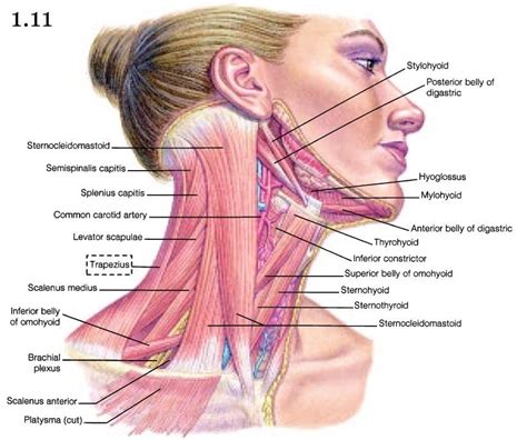 The primates (the order of mammals to which humans belong) inherited the primitive quadrupedal stance. art image by Rebecca Steele | Neck muscle anatomy