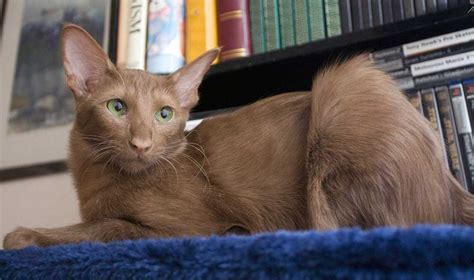 Originating in the 1950s, the oriental cat was selectively bred from siamese. Oriental Longhair | Information & Cat Breed Facts | Pets Feed