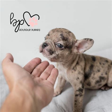 They often come in rare colors which adds to their price tag. USA Puppy Shipping/Pick up options: Free Local Pick Up in ...