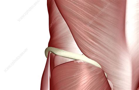 Human anatomy for muscle, reproductive, and skeleton. The muscles of the lower body - Stock Image - F001/6340 ...