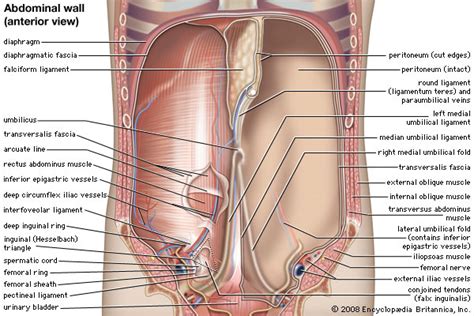 The lower part of a person's or animal's body, which contains the stomach, bowels and other organs, or the end of an insect's body. abdominal muscle | Description, Functions, & Facts ...