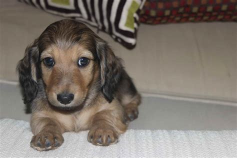 Available standard dachshund for sale: Dachshund Puppies Southern California | PETSIDI