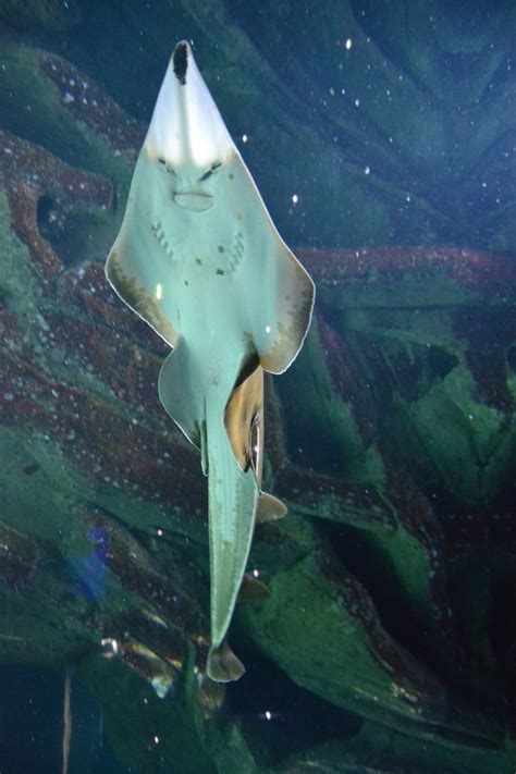 Cette étape est la mise en pratique du plan d'intervention. Aquarium de La Rochelle : bon plan passeport annuel | Aquarium