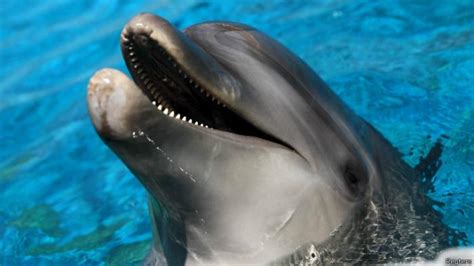 Mereka lucu, ramah dan sangat pintar. 30 Fakta Seru Ikan Lumba-lumba, Mamalia Cerdas yang ...