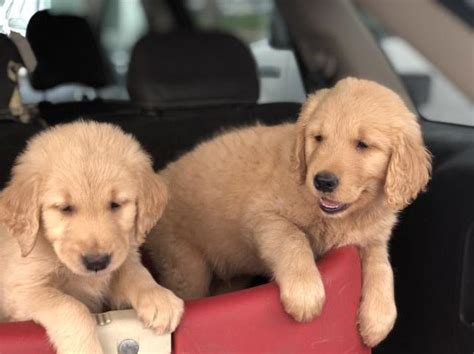 Golden retriever puppies make excellent family pets and we have a wide selection of puppies for you. Golden Retriever puppy dog for sale in Sandpoint, Idaho