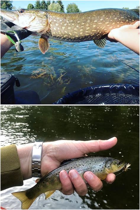 What happens if you hook a minnow through its tail? Use night crawlers, minnows or salmon for live bait to ...