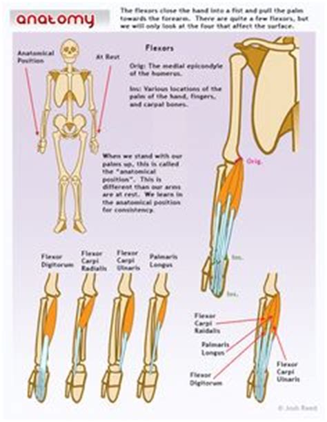 The upper arm is located between the shoulder joint and elbow joint. Head And Neck Muscles | Anatomy - you need to know what is inside | Pinterest | Head and neck ...