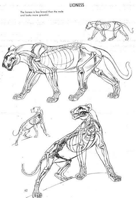 We did not find results for: Lioness | Cat anatomy, Feline anatomy, Animal drawings