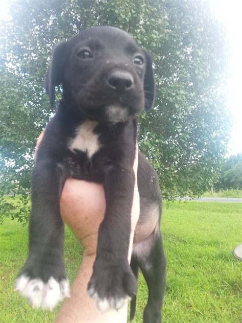 Start off right by staying home, so you can make mealtime young puppies eat three times a day. My first day with Cooter. Lab/Blue Tick Hound mix. http ...