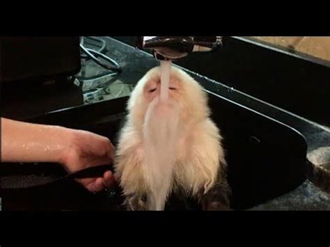 This baby monkey taking a bath is as chill as it gets. Capuchin Monkey BATH TIME! - YouTube