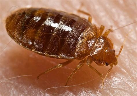 Rarely, will they use a pet as a host. Bed Bugs - AllTrust