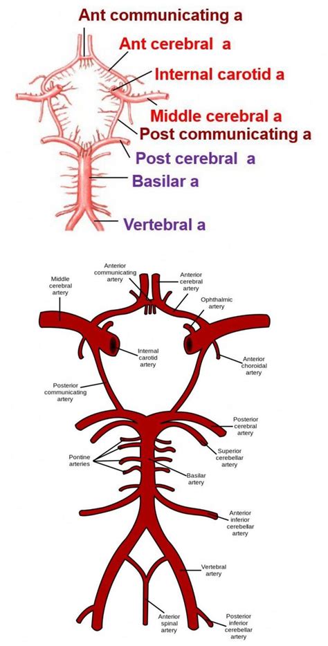 Vertebral internal carotid external carotid lingual faciall occipital maxillary superficial temporal basilar posterior cerebral anterior cerebral middle. Circle of Willis 【 Note -: Major contribution of branches ...