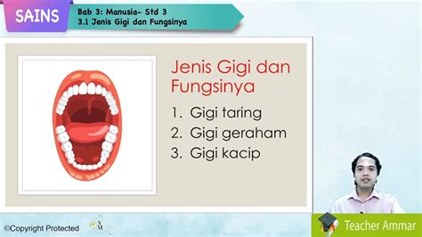 Gigi ini menggantikan gigi susu dan akan menjadi gigi kita untuk seterusnya. S3_SAINS_03_01 Jenis Gigi dan Fungsinya - Jom Tuisyen