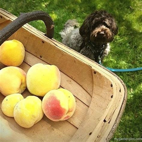 Spray the ground after removing leaves and branches. Using Dormant Spray on Peach Trees in 2020 | Peach trees ...