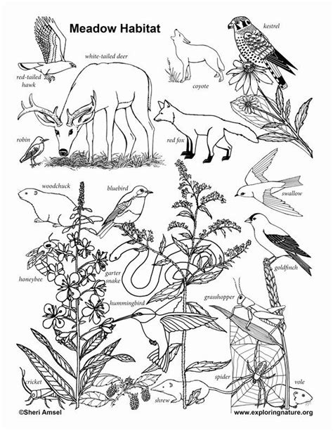 They supply the oxygen we need to survive. Animal Habitat Coloring Pages Awesome Meadow Habitat ...