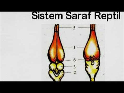 Sistem saraf merupakan salah satu bagian yang menyusun sistem koordinasi yang bertugas menerima rangsangan halaman all. Sistem Saraf Pada Hewan - YouTube