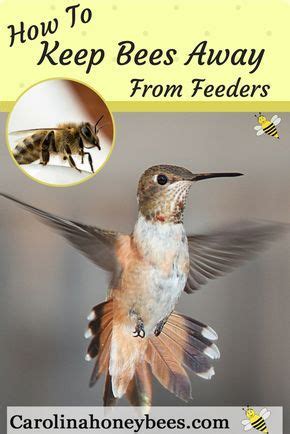 Give the bees other food sources. How to Keep Bees Away from Hummingbird Feeders-Carolina ...