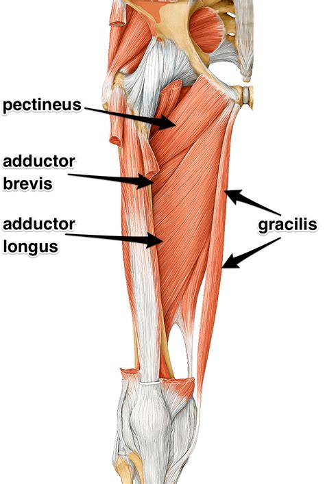 A pulled groin muscle or strain can be frustrating, as it can hinder mobility, affect daily activities, and take a long time to heal. Groin Muscles Diagram / Anatomy Of Groin And Adductors